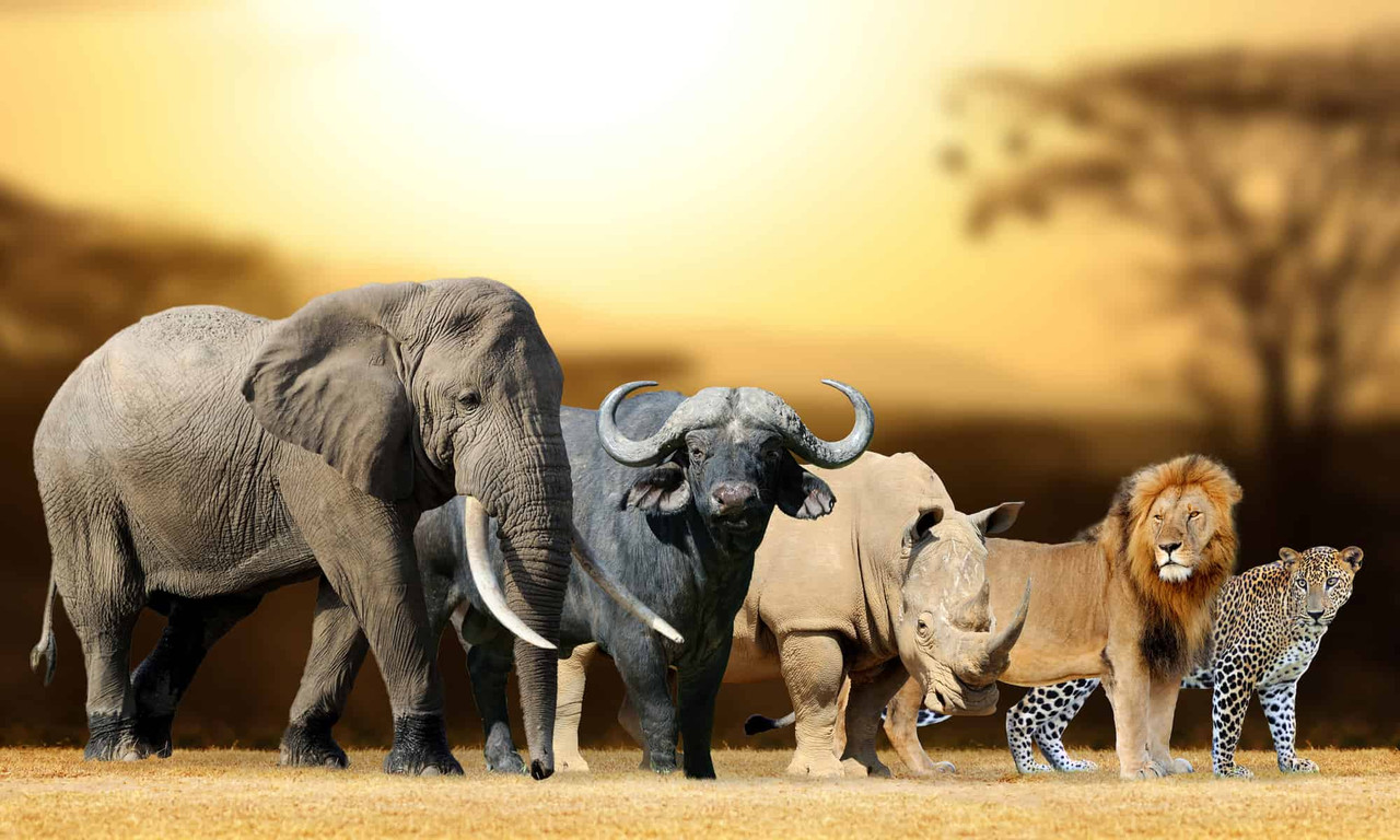 The Big Five South Africa