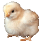  Chick 