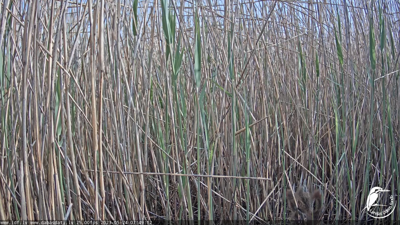 Lielais dumpis (Botaurus stellaris) Engurē - LDF tiešraide 10-54-11 screenshot