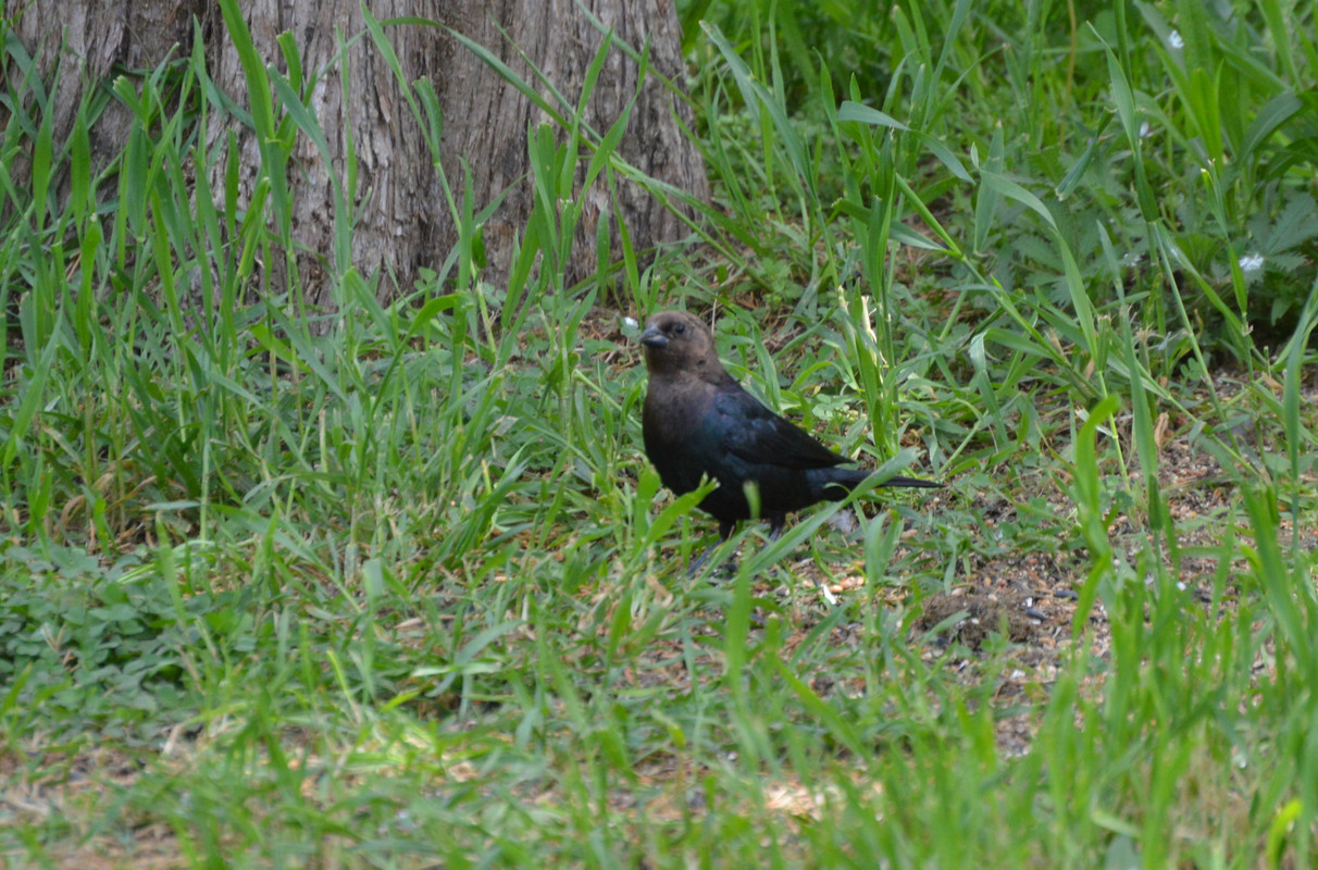 2021-5-6 Cowbird (3)