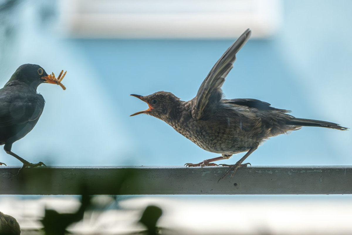 XT4H7195-Verbessert-RR