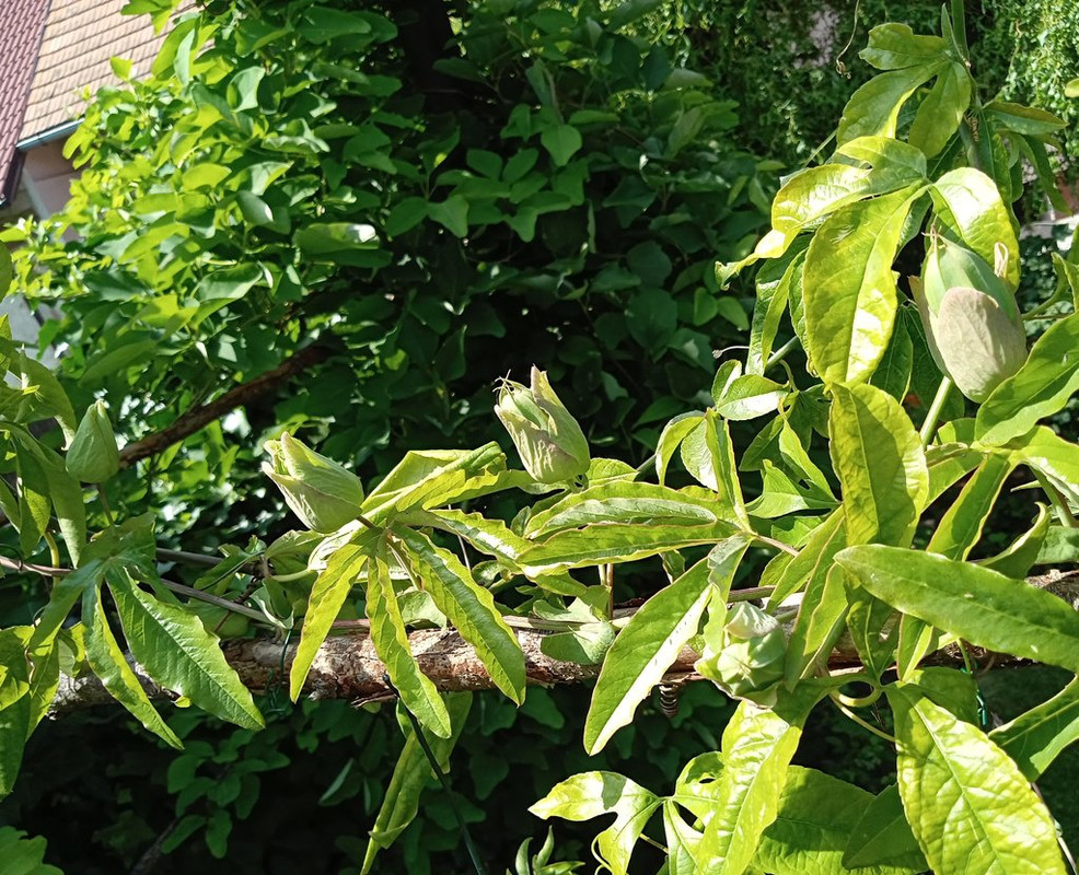 IMG_20250617_153440087