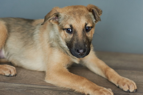 DSC_5004 - копия