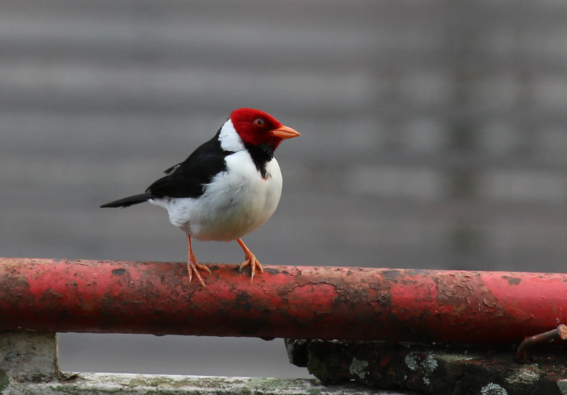 redcrestedcardinal.jpg