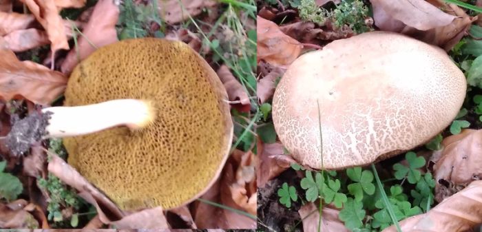 Boletus.jpg