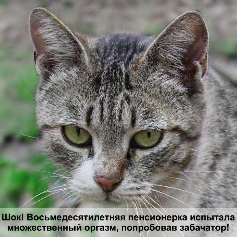 помутнение глаза у кошки