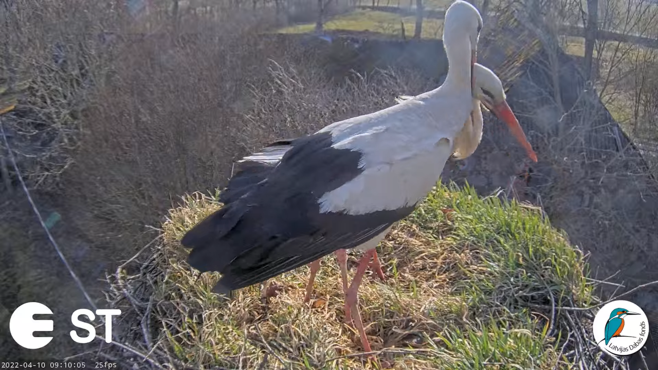Baltie stārķi (Ciconia ciconia) Tukuma novadā - LDF tiešraide __ White storks in Tukums, Latvia 12-3