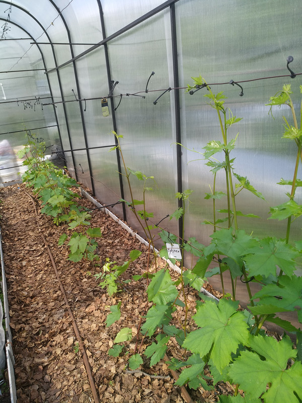 ,Валек,Велес,Восторг идеальный  IMG_20220627_154110