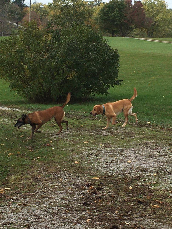 dogmarch