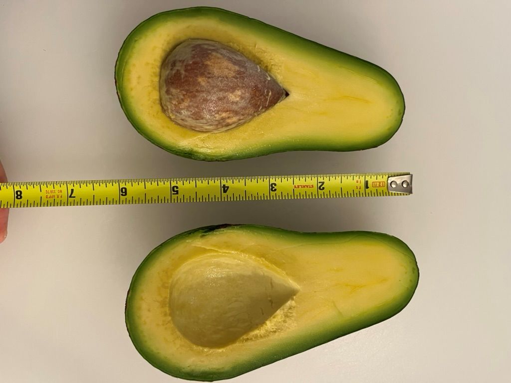 Winter Mexican avocado South Carolina inside