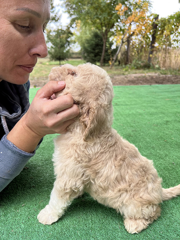 Lagotto Romagnolo female puppy for sale – Ideal Dale Enigma – 48 days old – photo 3