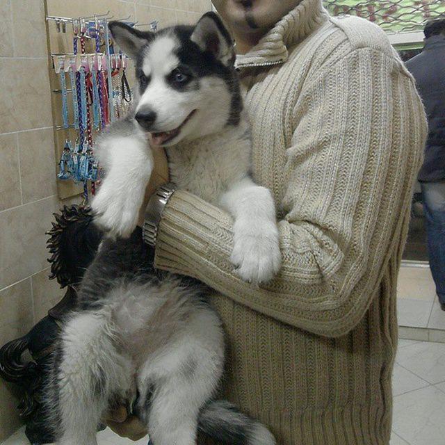 volghan hosseini (134)