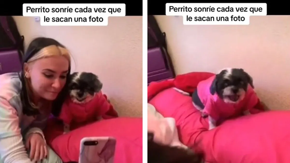 Cachorro se vuelve viral en TikTok por sonreír en sus fotos