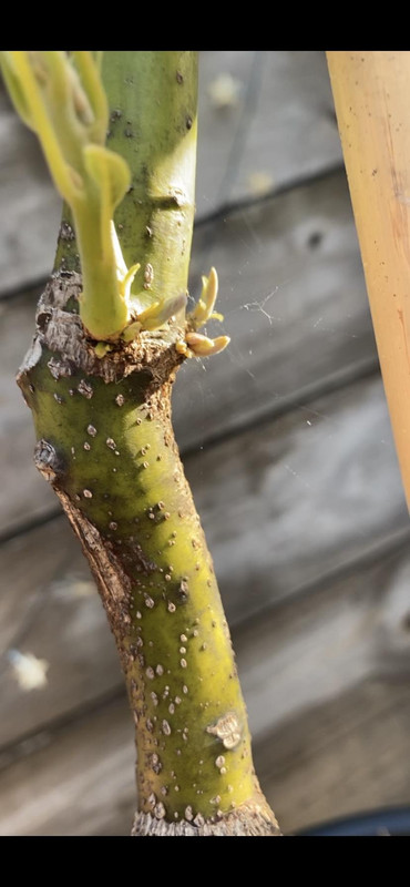 close up graft point