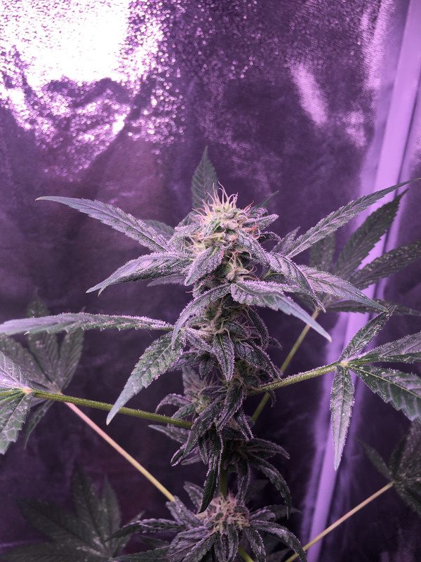 FC94EE3E-312A-41D5-82E1-6833B77FD002