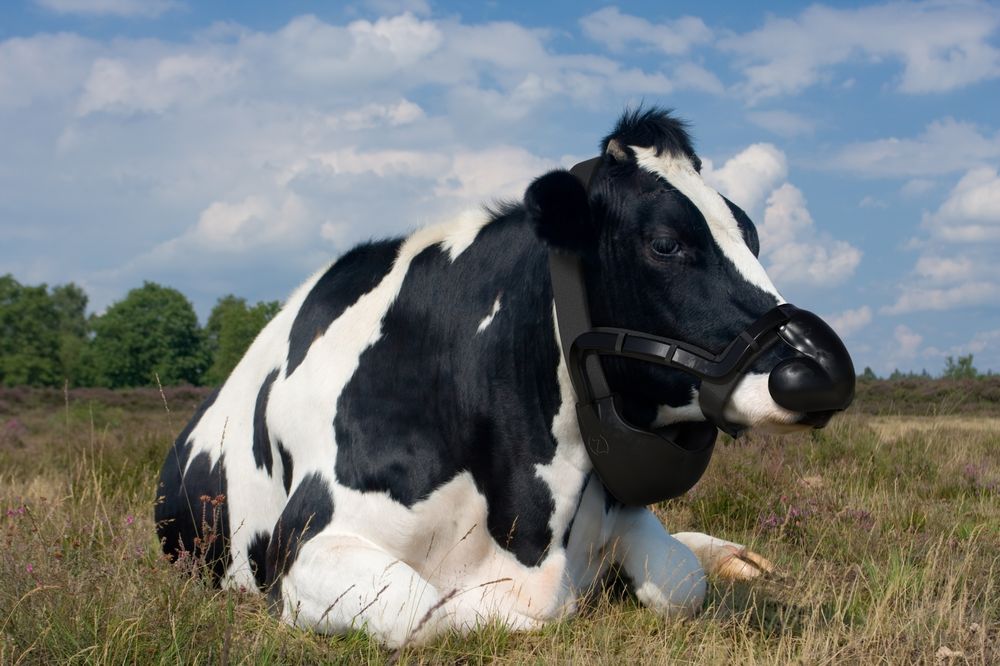 Ontwerp mondkapje voor koeien valt in de prijzen