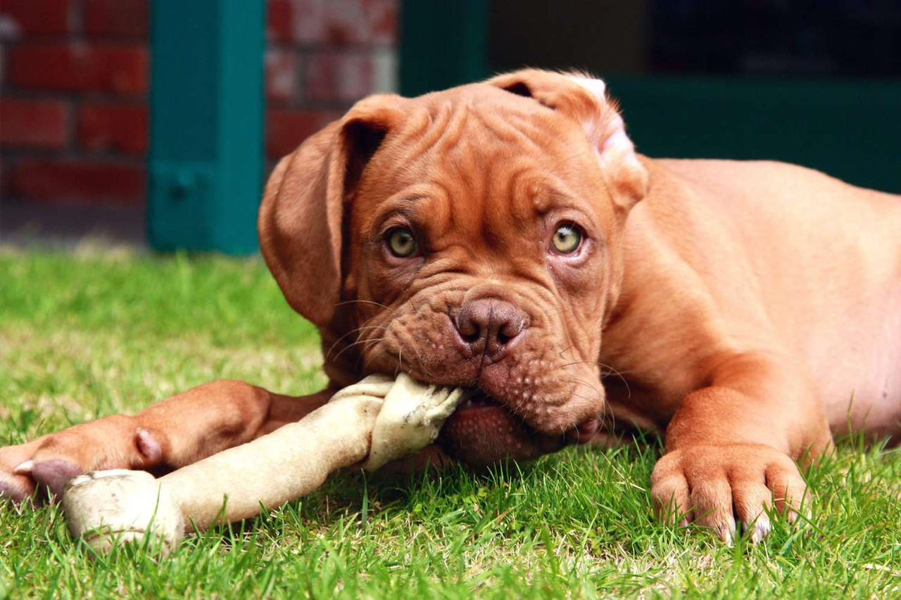 French Mastiff