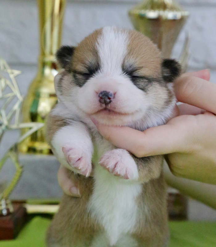 IMG_5432  розовая любимка  8.06.21