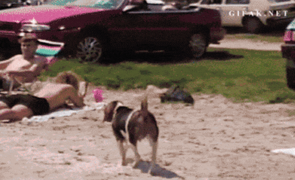 https://i.postimg.cc/y6hYG7nJ/img-5f85e5f3808360-07407698-61163700.gif