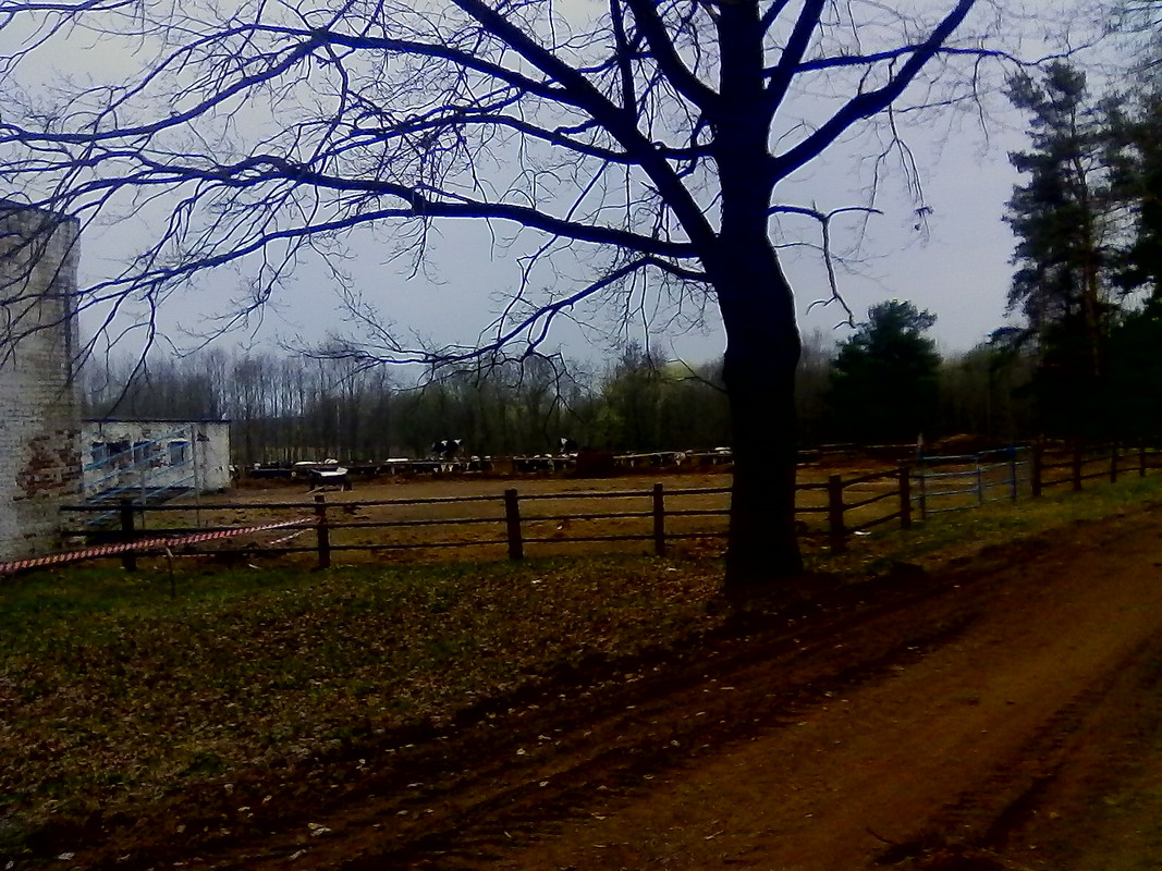 караевичи-8