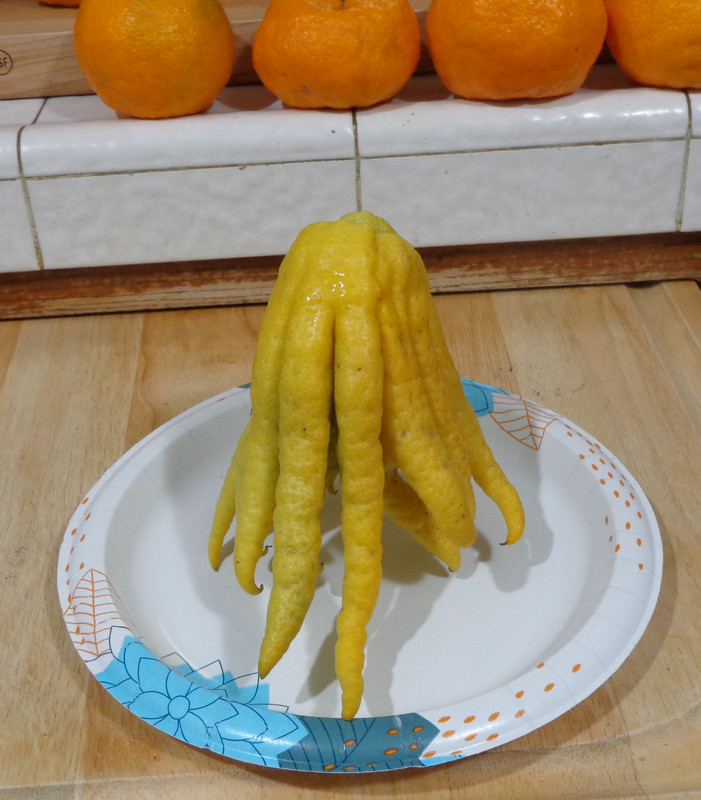 Buddhas_Hand-pic20