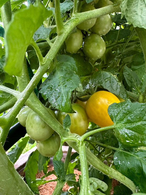 tomatoes-8.jpg