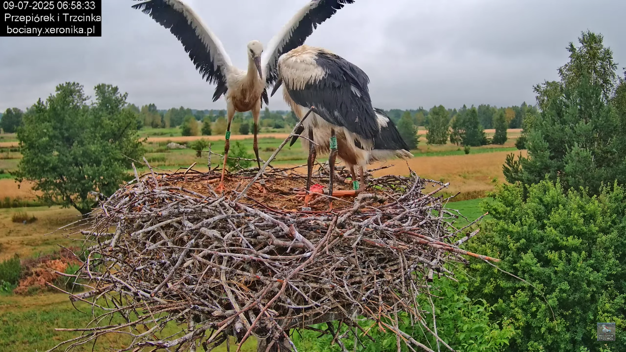 09072025bociany24