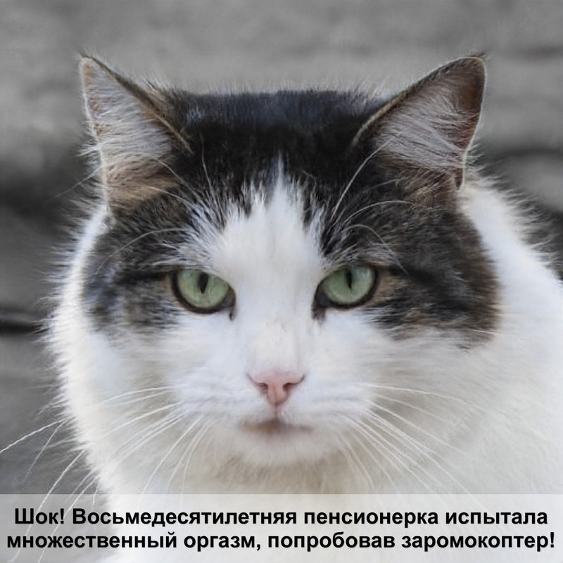 лекарства для кошек