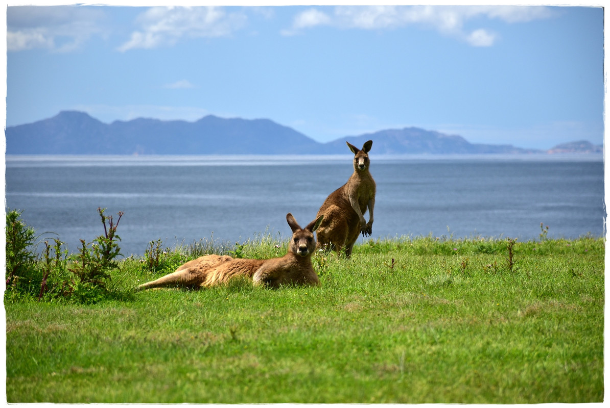 Australia (II): Recorriendo Tasmania - Blogs de Australia - Maria Island National Park (9)