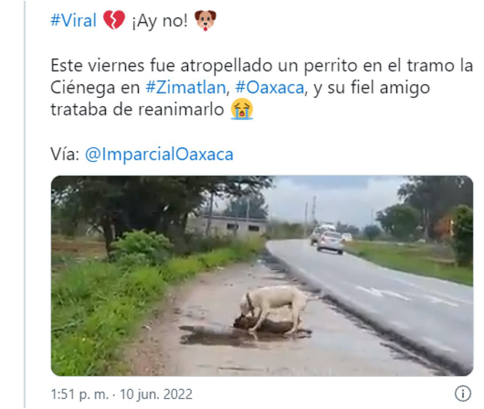 Perrito intenta reanimar a su amigo atropellado, es conmovedor verlo