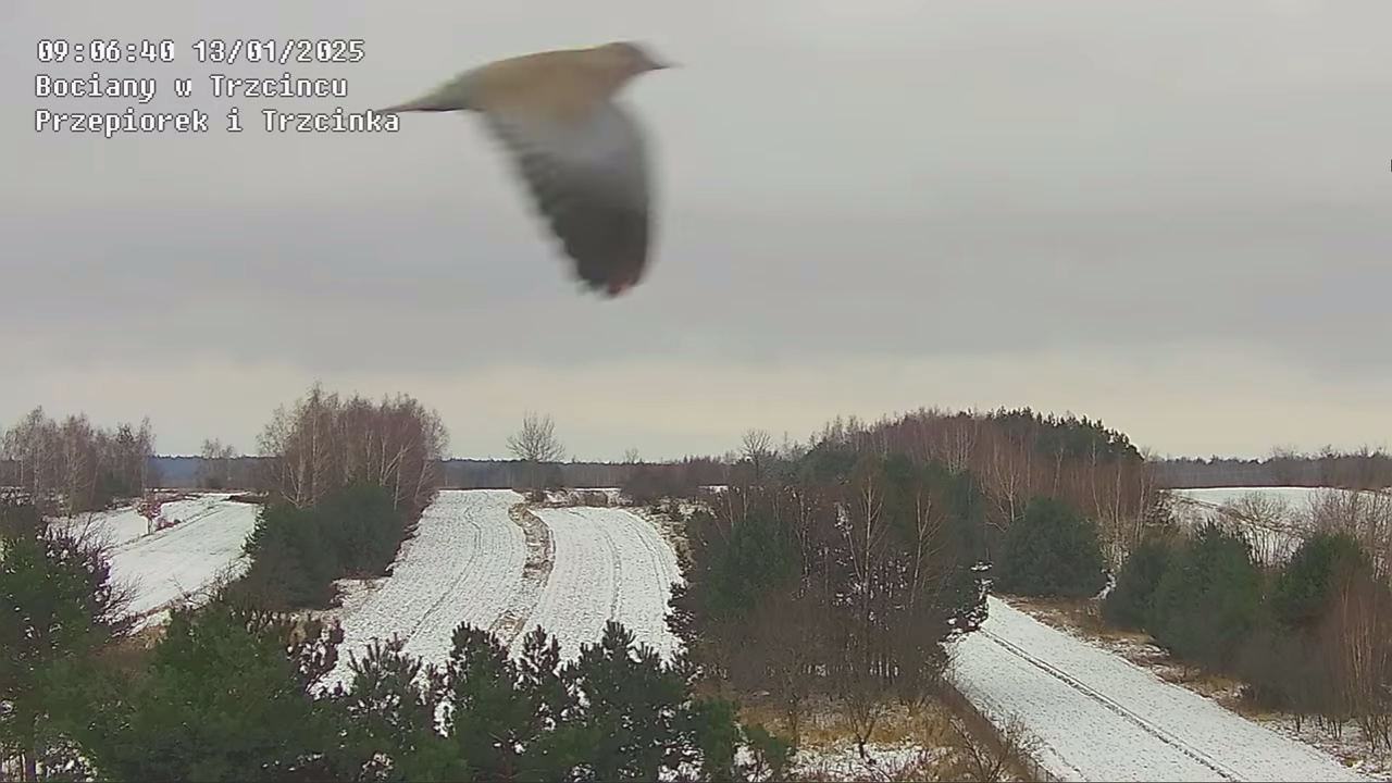 lecaptakiprzeztrzciniec (1)