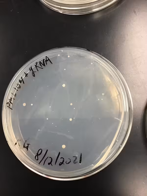 CRISPR-Cas9 & S cerevisiae  (Image 3) (2021)