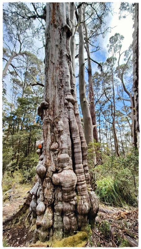 Lake St Clair National Park - Australia (II): Recorriendo Tasmania (7)