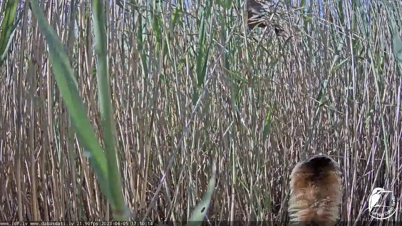 Lielais dumpis (Botaurus stellaris) Engurē - LDF tiešraide 13-36-47 screenshot