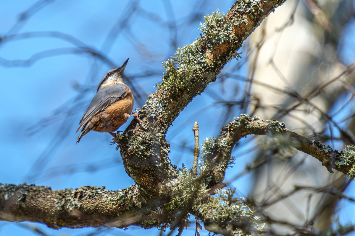 XT5A7363-Verbessert-RR