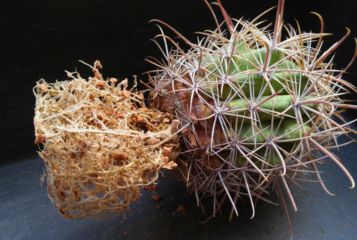 IMG_20180513_170145[1]