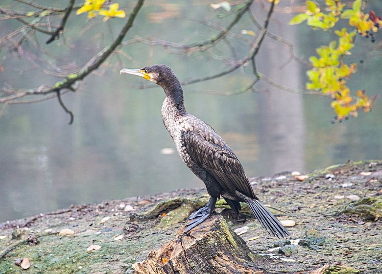 https://i.postimg.cc/y6pTbWgB/kormoran.jpg