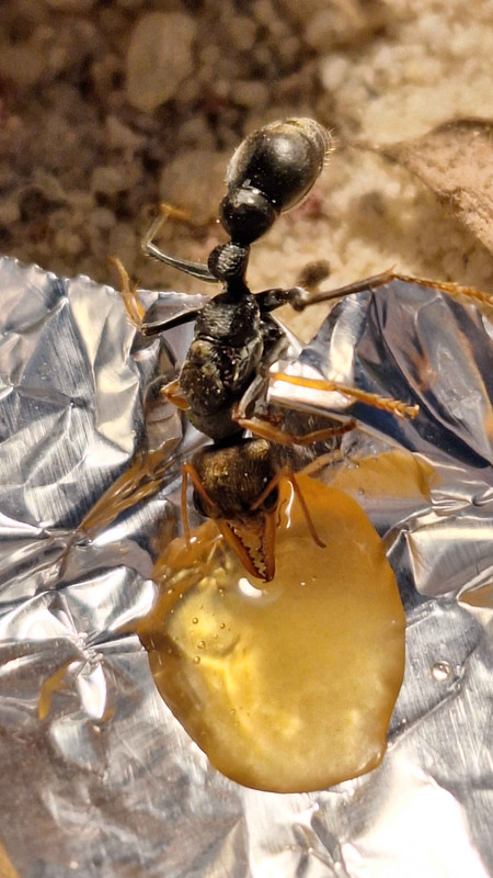 Myrmecia-impaternata.jpg