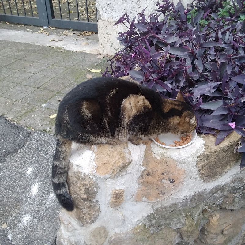 La mia vita. Римские записки, дневник онлайн