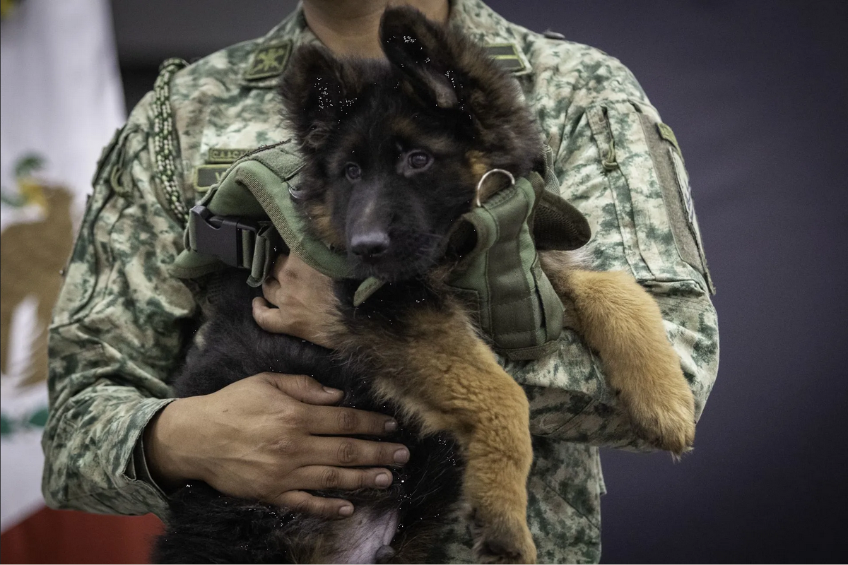 Llega cachorro donado por Turquía tras muerte de Proteo, lomito rescatista del Ejército