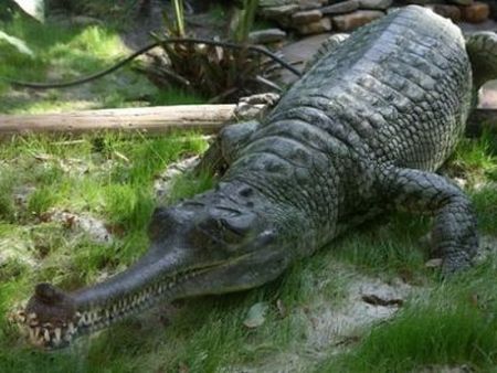 https://i.postimg.cc/y6r9CZ67/gangeszi-gavial.jpg