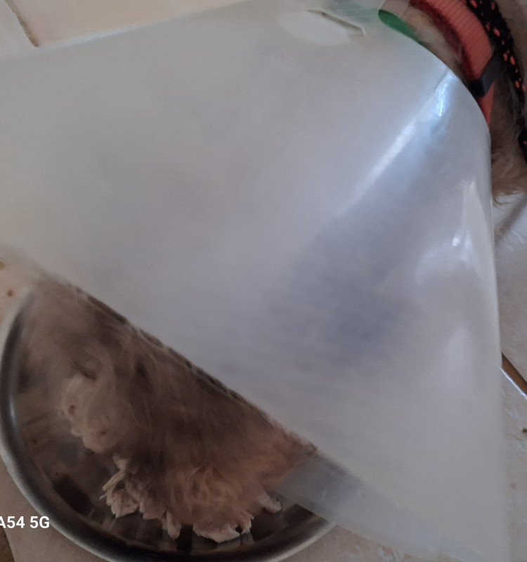 [Image: 20240705-190425.jpg]