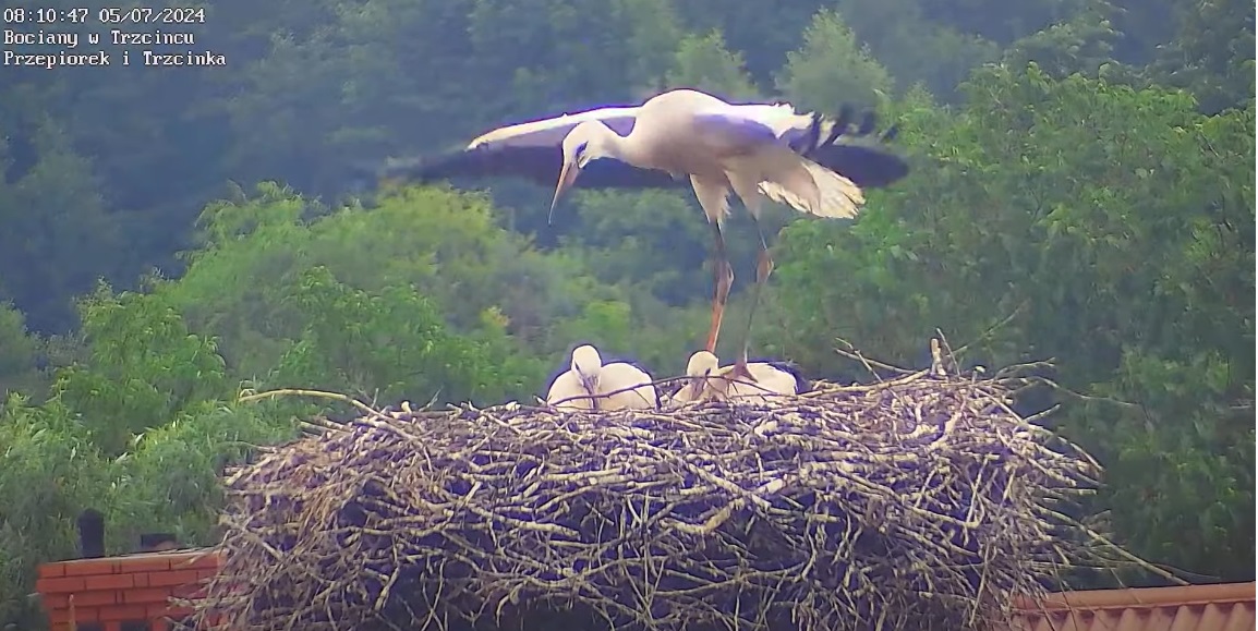 bocianjakotrampolina