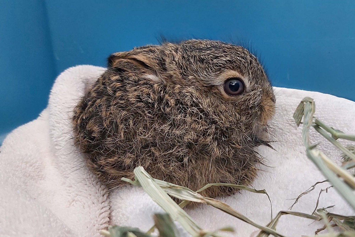 When Are Child Rabbits Born