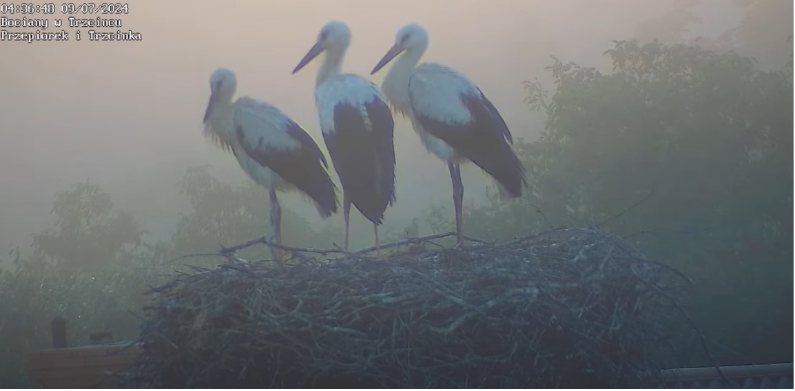 bocianyoporanku