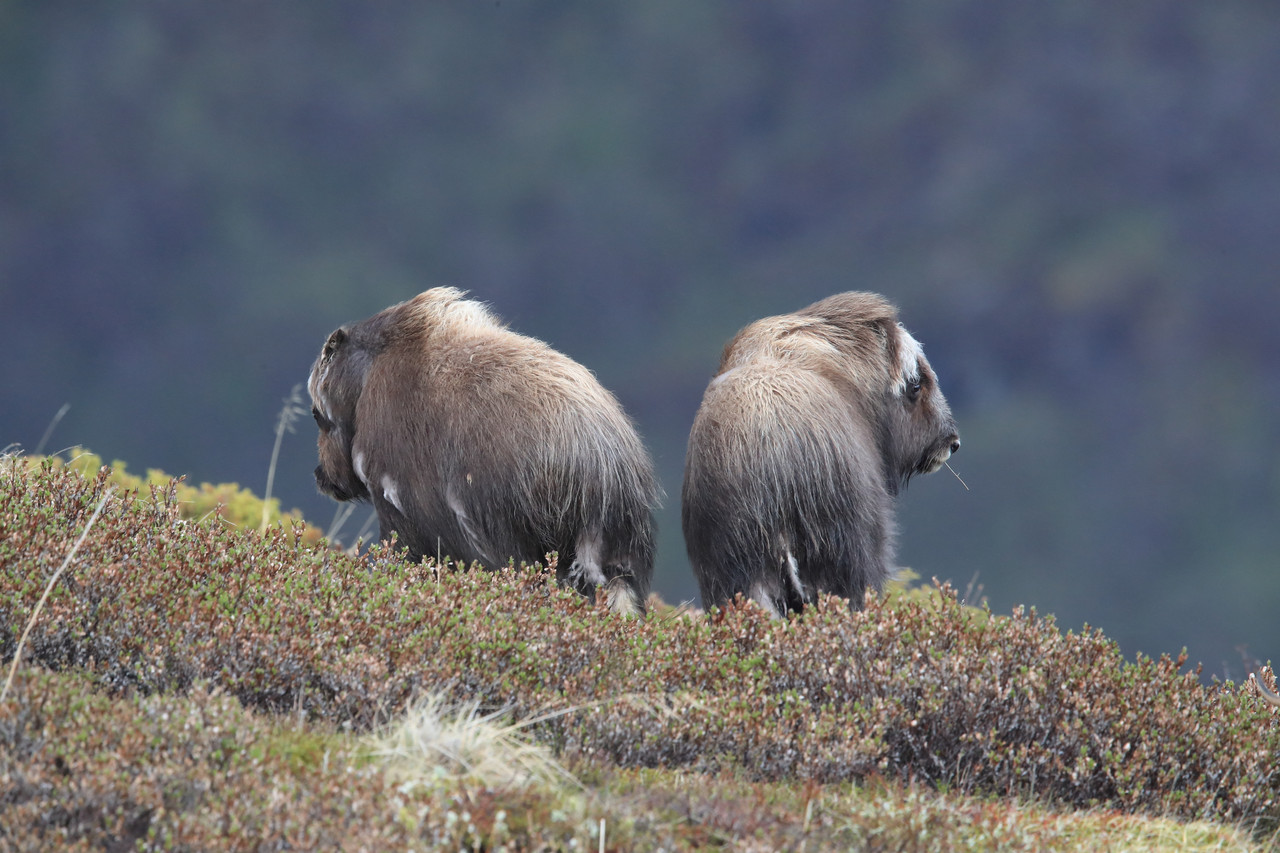 Musk ox walking across rocky tundra in Norway