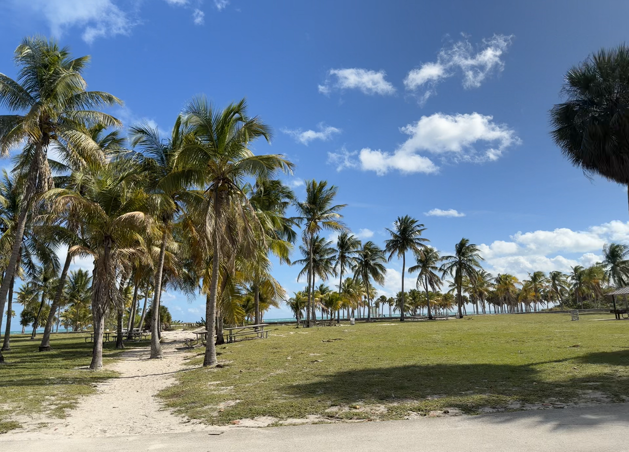 [Image: coconuttree4.png]