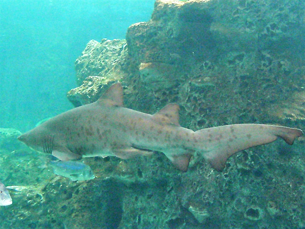 2008 Κρήτη (Θαλασσόκοσμος Ηράκλειο)