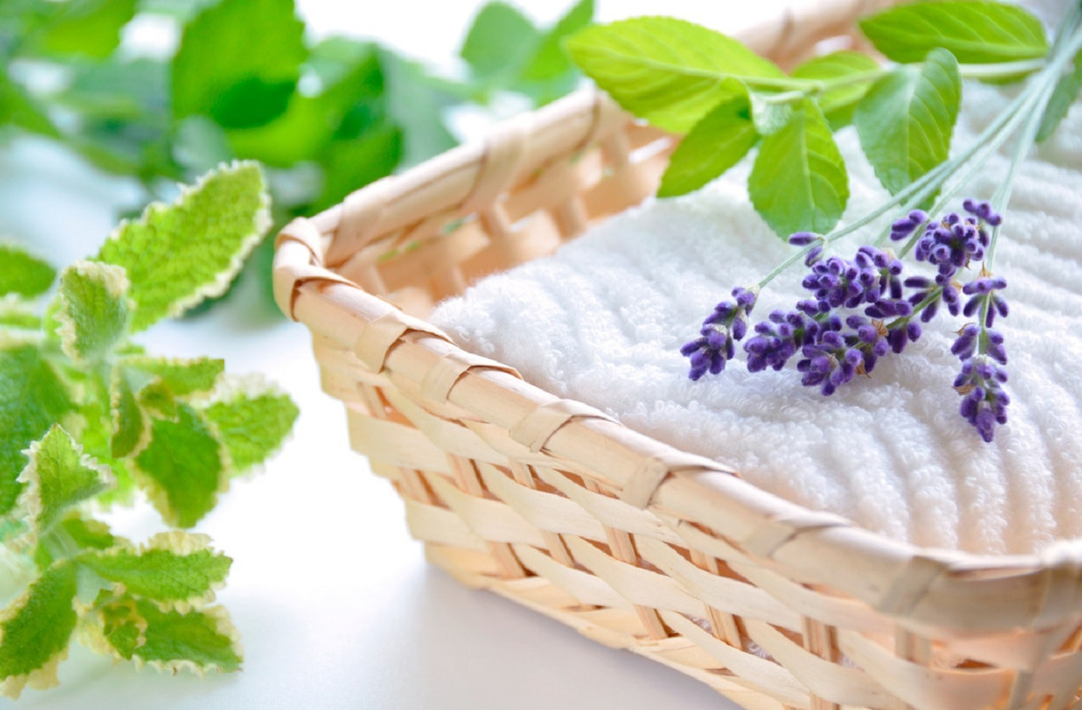 ¿Qué plantas aromáticas ahuyentan moscas y mosquitos? Te lo contamos