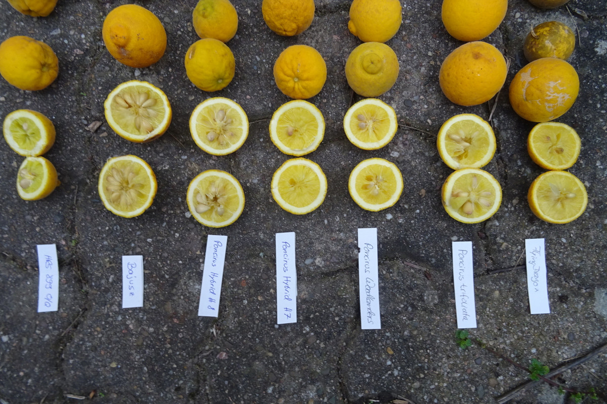 Fruchtvergleich aufgeschnittene Früchte